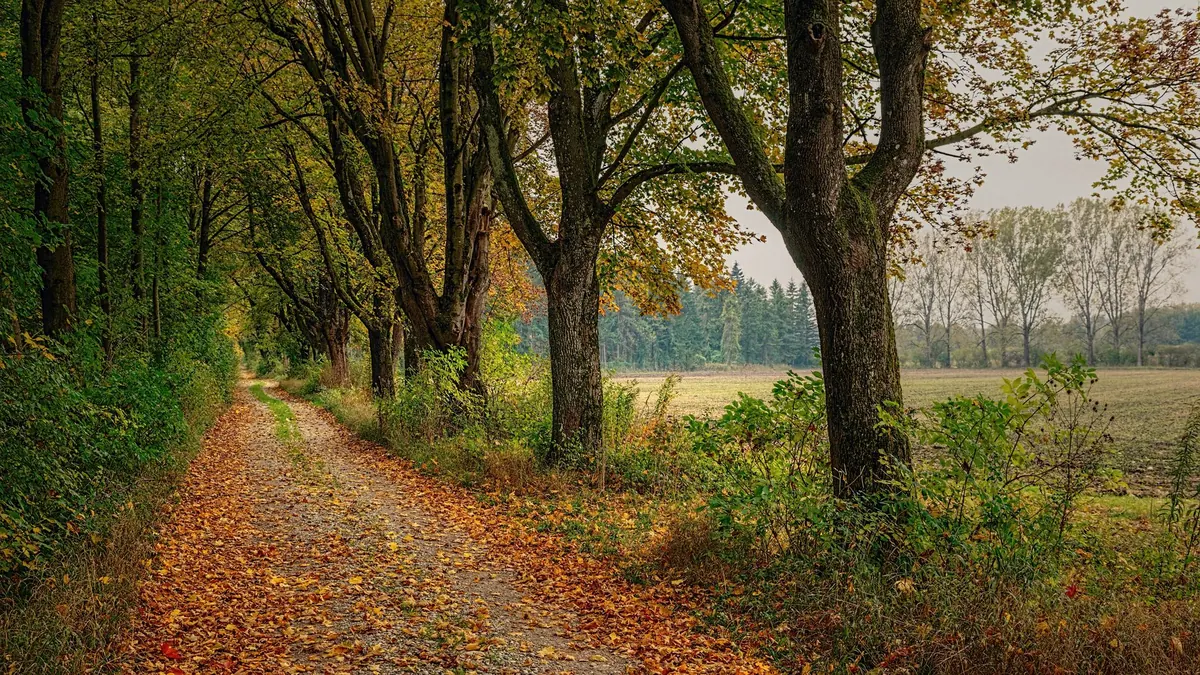Autumn Road Trip Stops: Where to Break Your Journey for Scenery