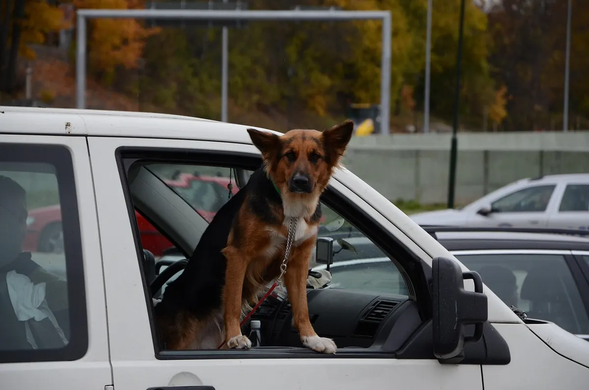 How to Find Dog-Friendly Rest Stops on a UK Road Trip
